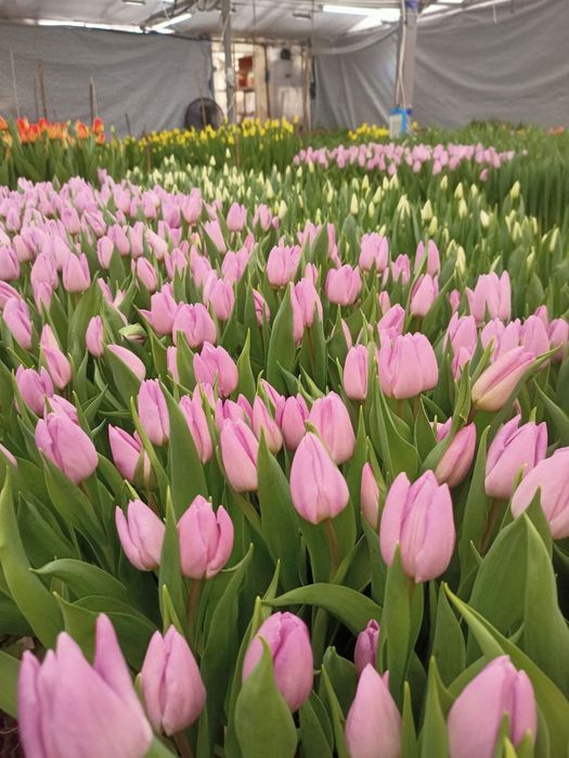 •Тюльпаны •цветы