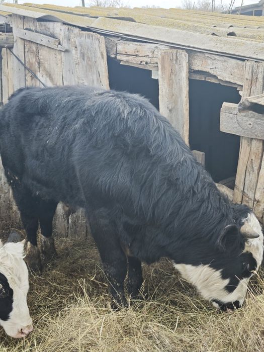 Бык  возраст год и 3 месяца