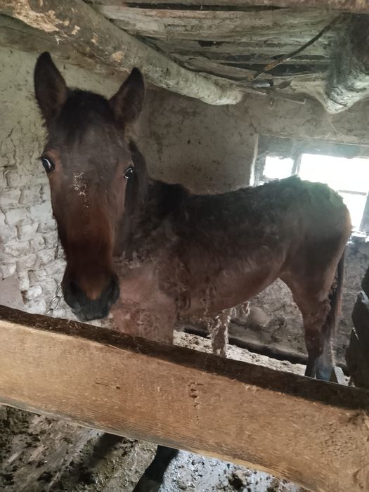 Продам жеребенка