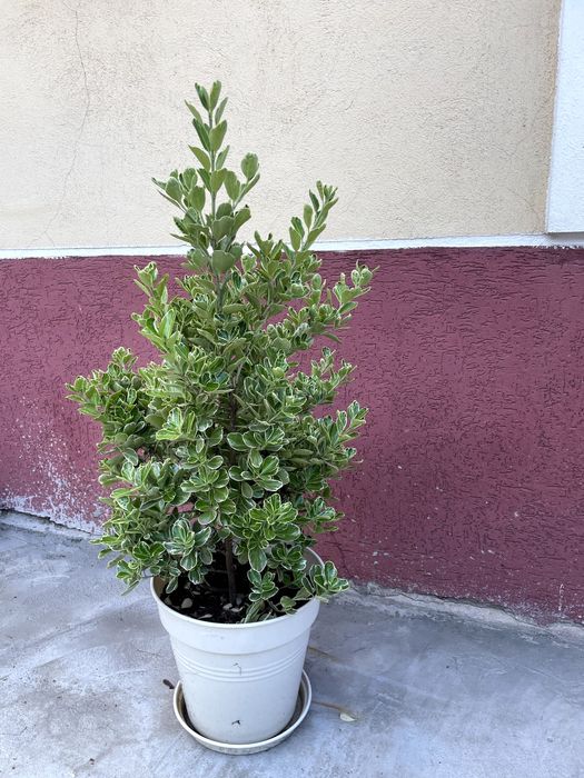 Salba japoneza (Euonymus) 80-100 cm