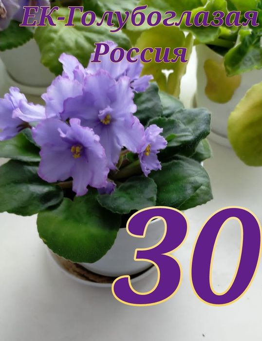 Продам сортовые фиалки
