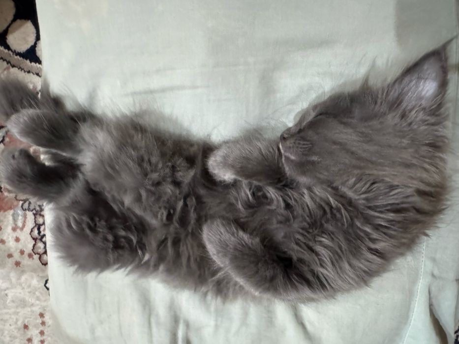 котенок британский