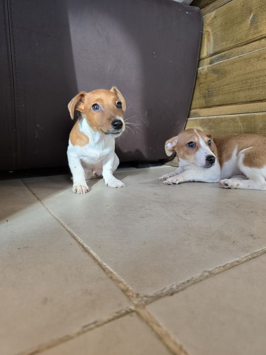 Мини Джак Ръсели