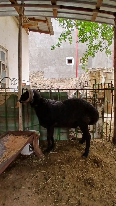 Кучкорлар kochkorlar, qassob, kuchkor сотилади  qochkorlar sotiladi