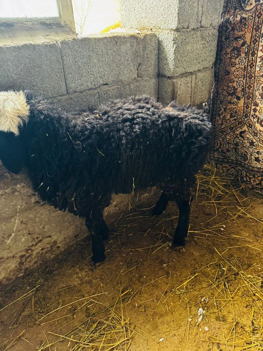 Продам зрелых баранов