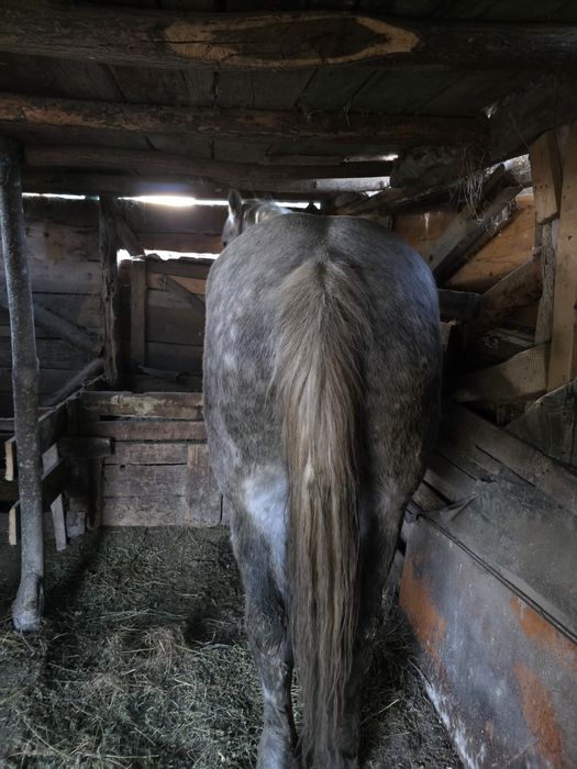 Vand cal castrat de 5 ani