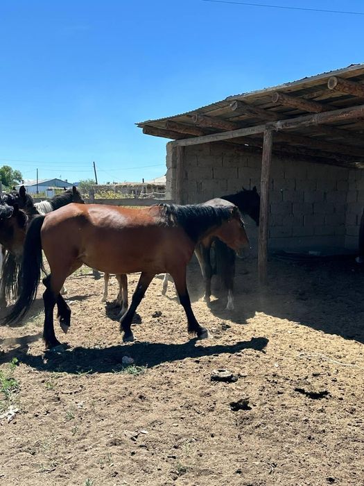 1 үйір жылқы сатылады.