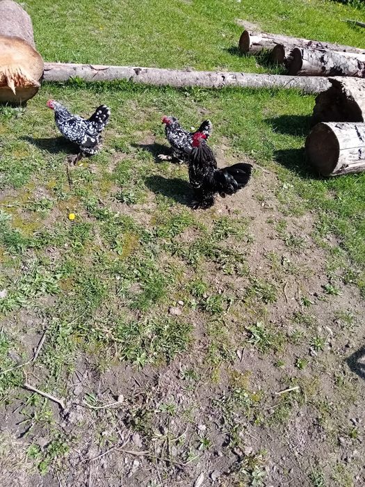 Mii de flori negru bobat