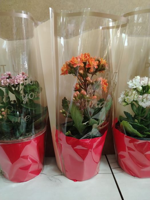 Пеперомия выращено в Казахстане