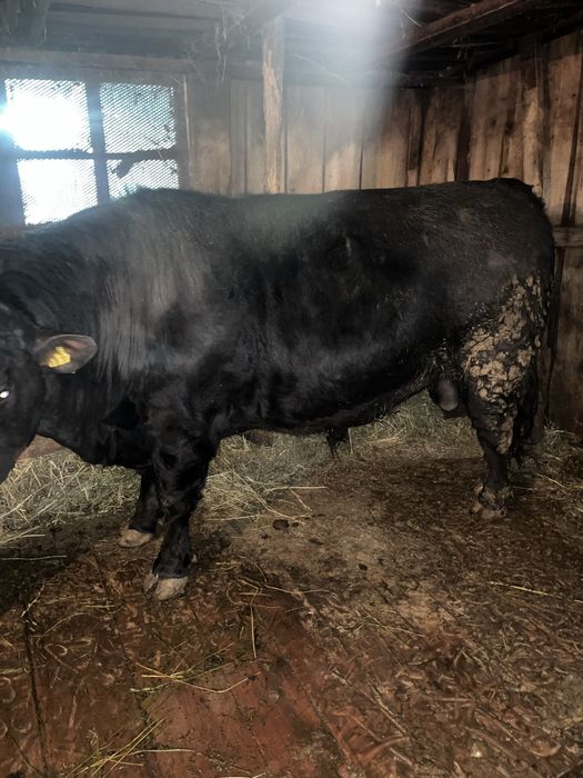 Проодам 8 быков