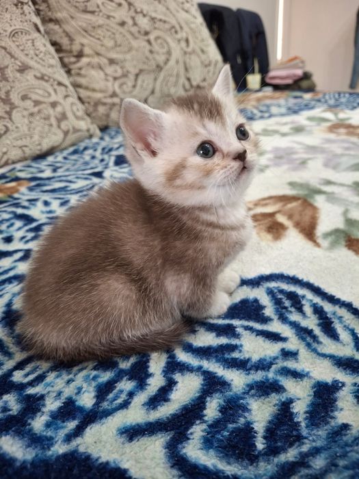 Золотистый шотландский котенок