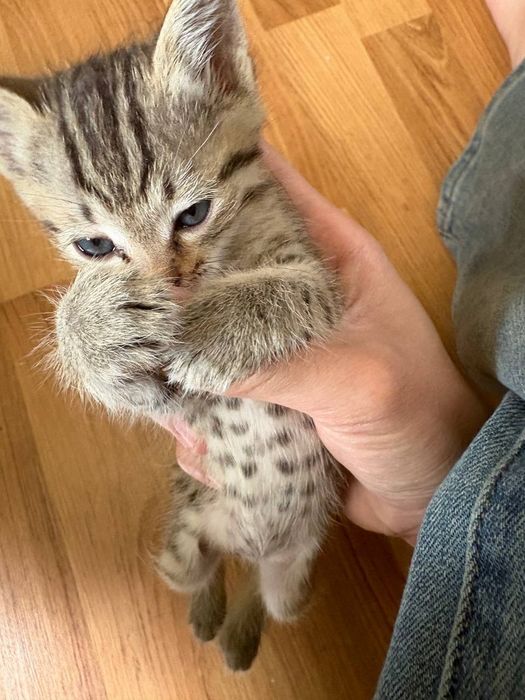 Бенгальский котёнок мальчик