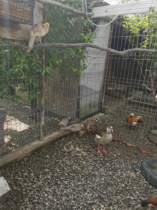 Fazani auriu pe roșu și galben