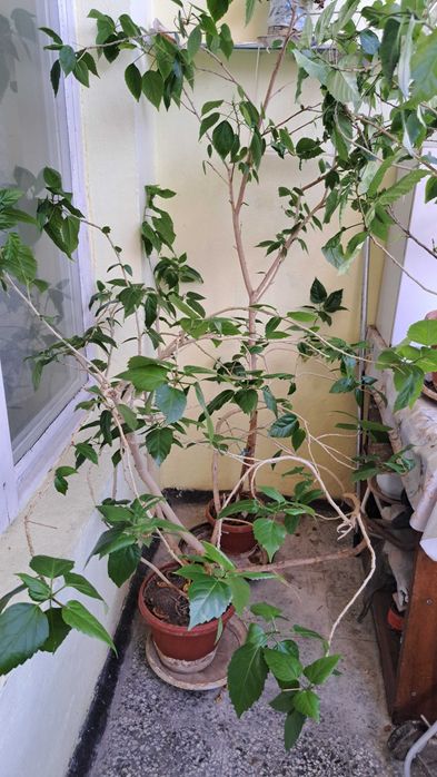 Китайски рози. Жълта, бледорозова и червена.