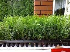 Tuia, Thuja Smaragd 1,5 ani, tuia, Danica, Gold,  0,18 EUR