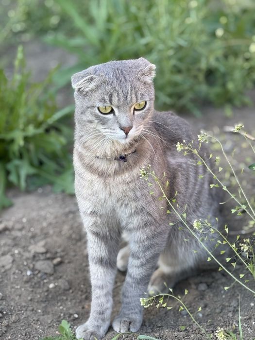 Коты и кошки Аксу бесплатно