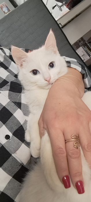 Гостиница/передержка для животных