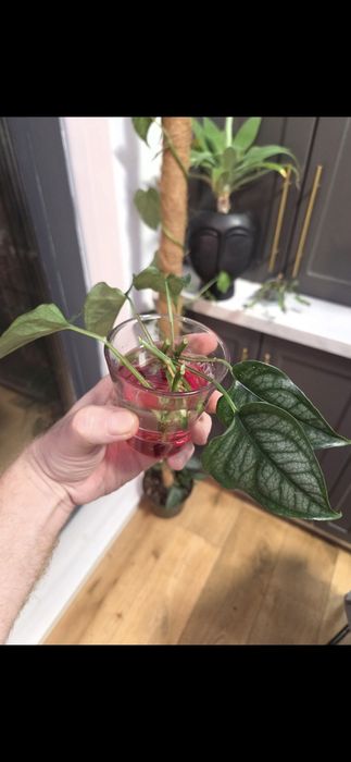 Monstera Dubia, siltepecana Alocasia