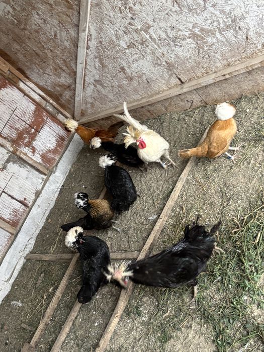 Gaini motate olandeze