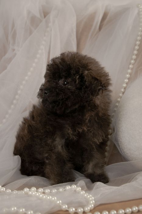 Мальтипу шикарные щенки