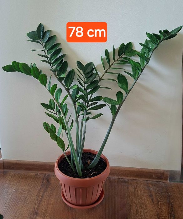 pt cadou palmiera ZZamioculcas,monstera adansonii,planta paianjen,hoya carnosa