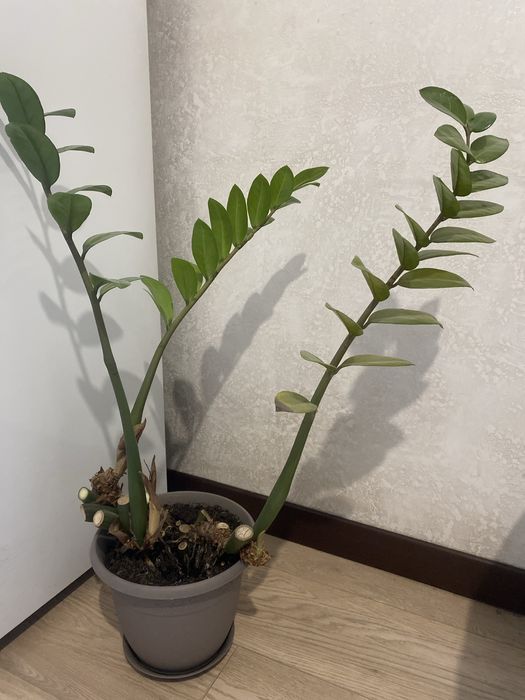 Замиакулькас/евро дерево