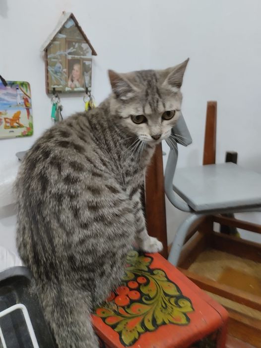 Кошечка полубританка в добрые руки