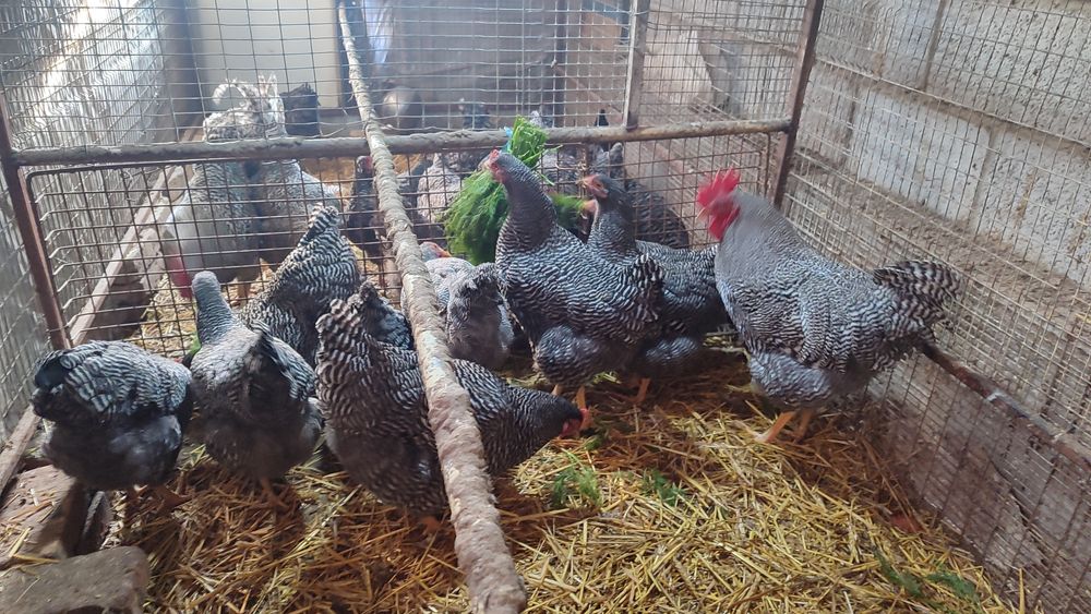 Assalomu alekum parranda ishqibozlari