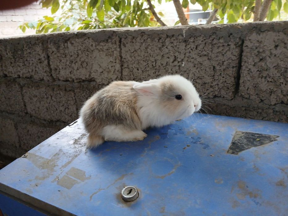 Кролик продаяотса