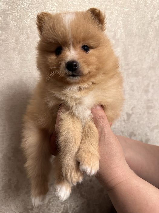 Продаю щенков шпица