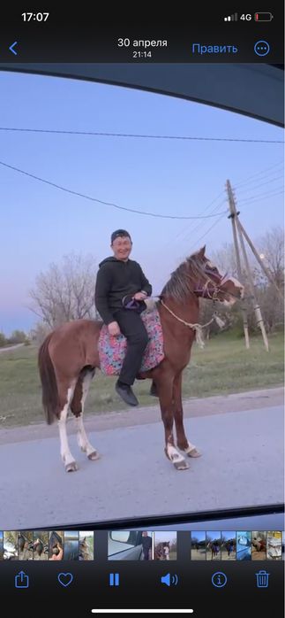 Байге тай сатылады