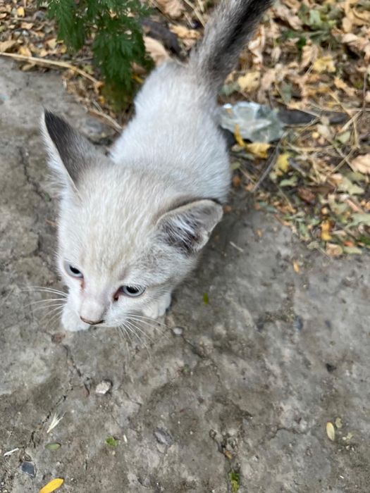 Котенок ищет хозяев