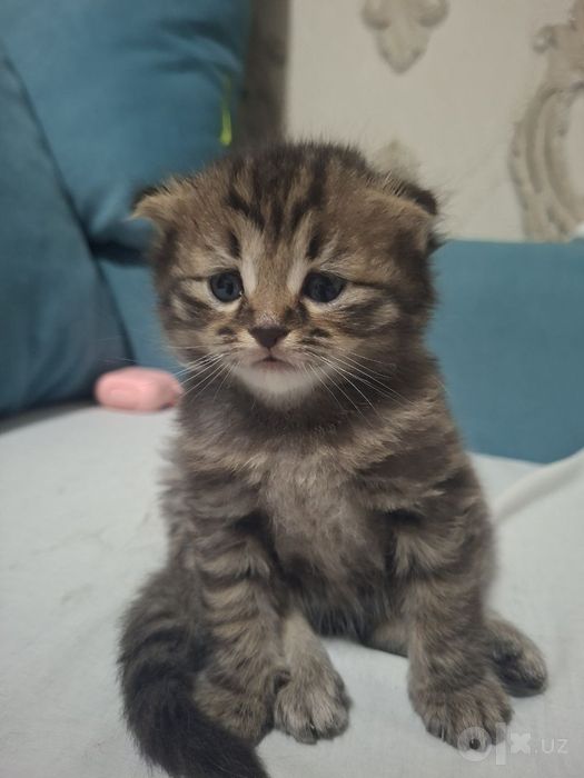 Скоттиш фолд  ўғил қиз отилади