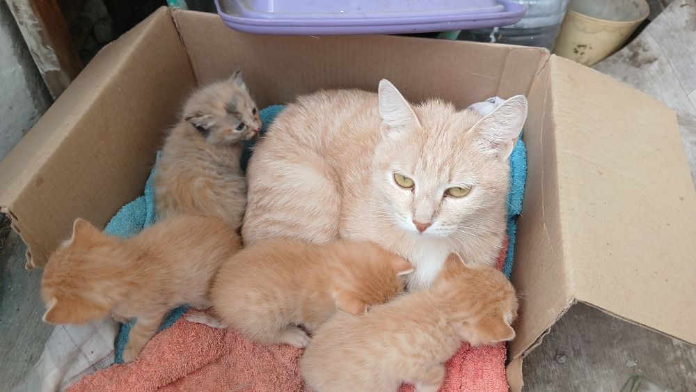 Котята персики...