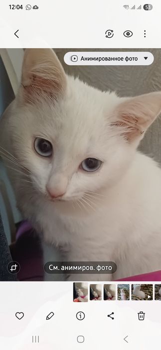 Котенок - девочка, 2,5 мес.
