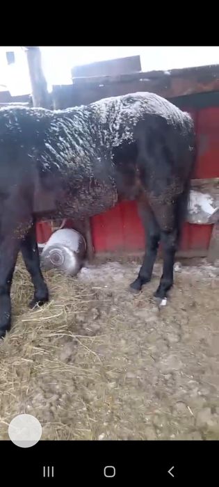 Продам жеребца 7 лет