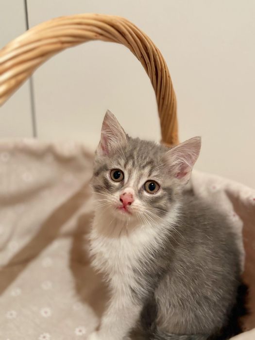 Котята ищут любящий дом