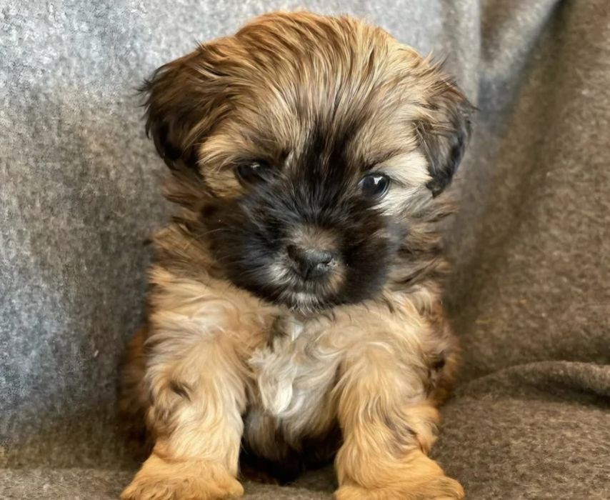 Bichon havanez  550 lei