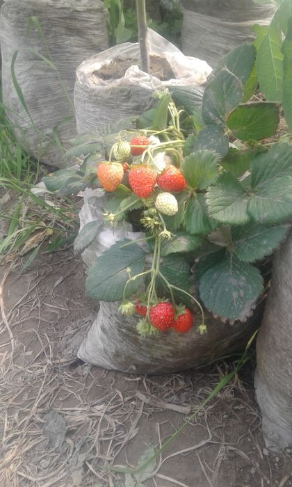 Энг зурлари бизда