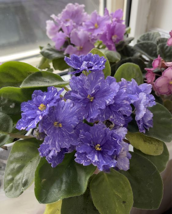 Продам цветущие сортовые фиалки!