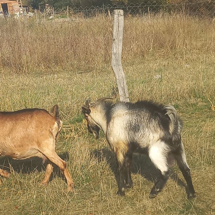 Vând țap carpatin de 6 luni