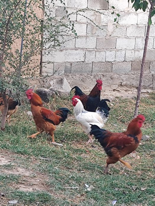 Продам молодых петушков