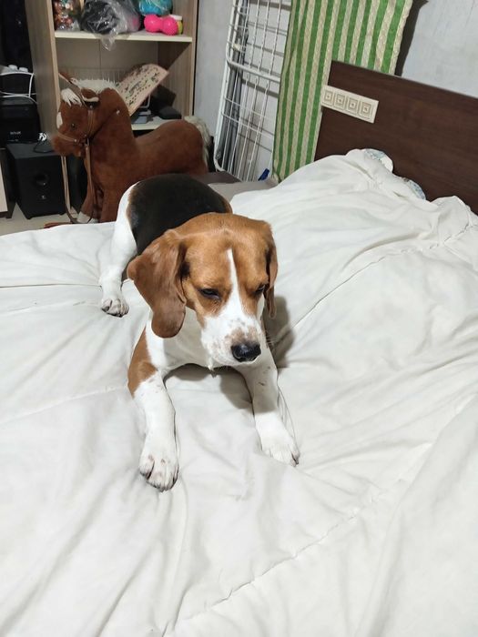 Куче си търси женска