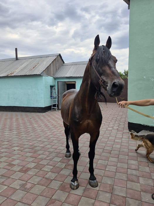Продам Племенова коня!