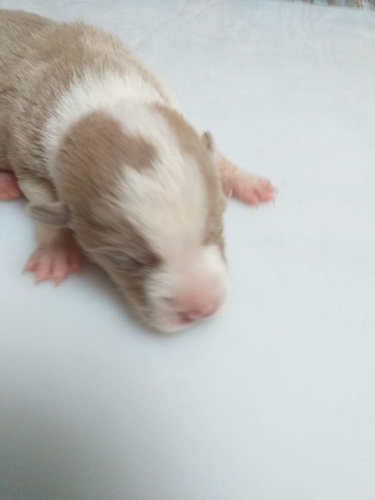 Отдам щенков. Бесплатно.