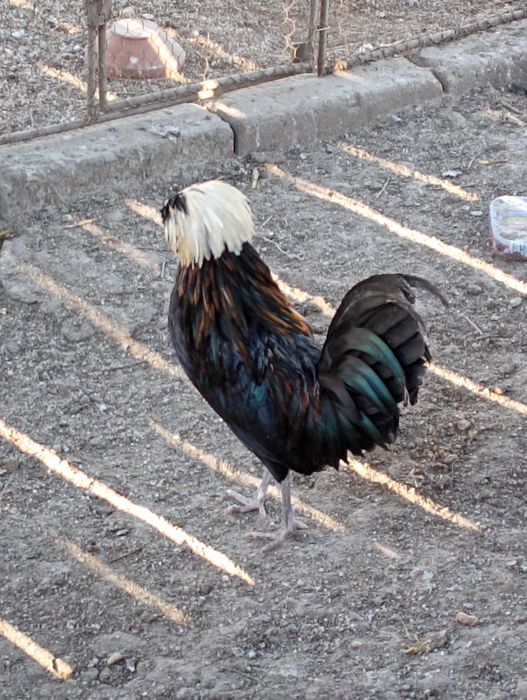 Vând găini Moțate olandeze