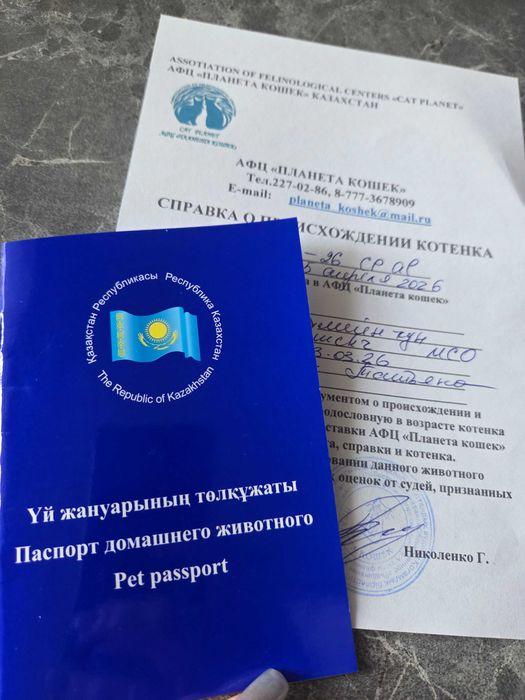 Продаются Мейн-кун-Полидакт