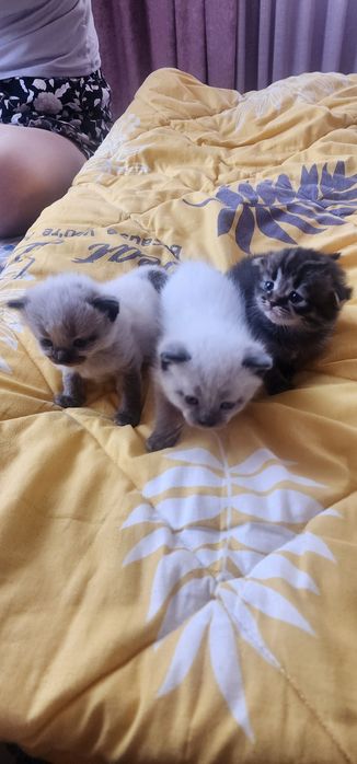 Продается котята