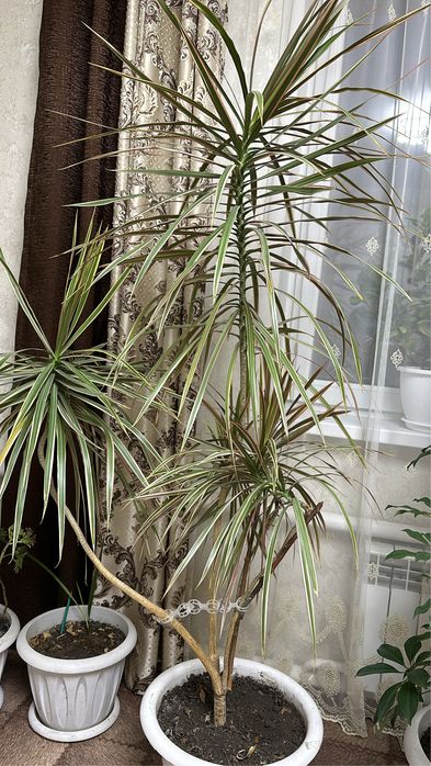 Комнатные цветы (деревья)