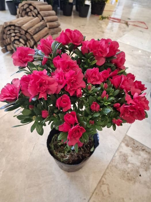 На продаже цветы АЗАЛИЯ